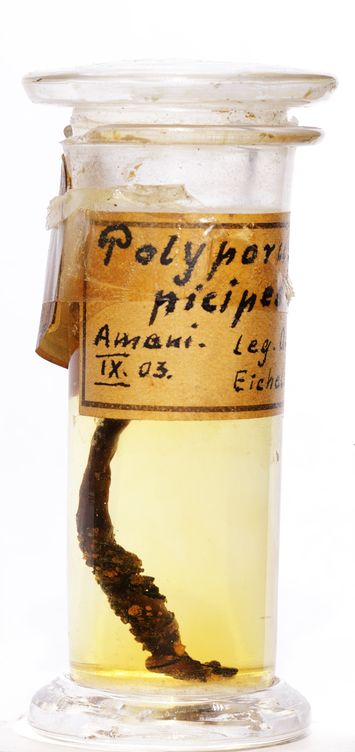 Vorschaubild Polyporus picipes Fr.